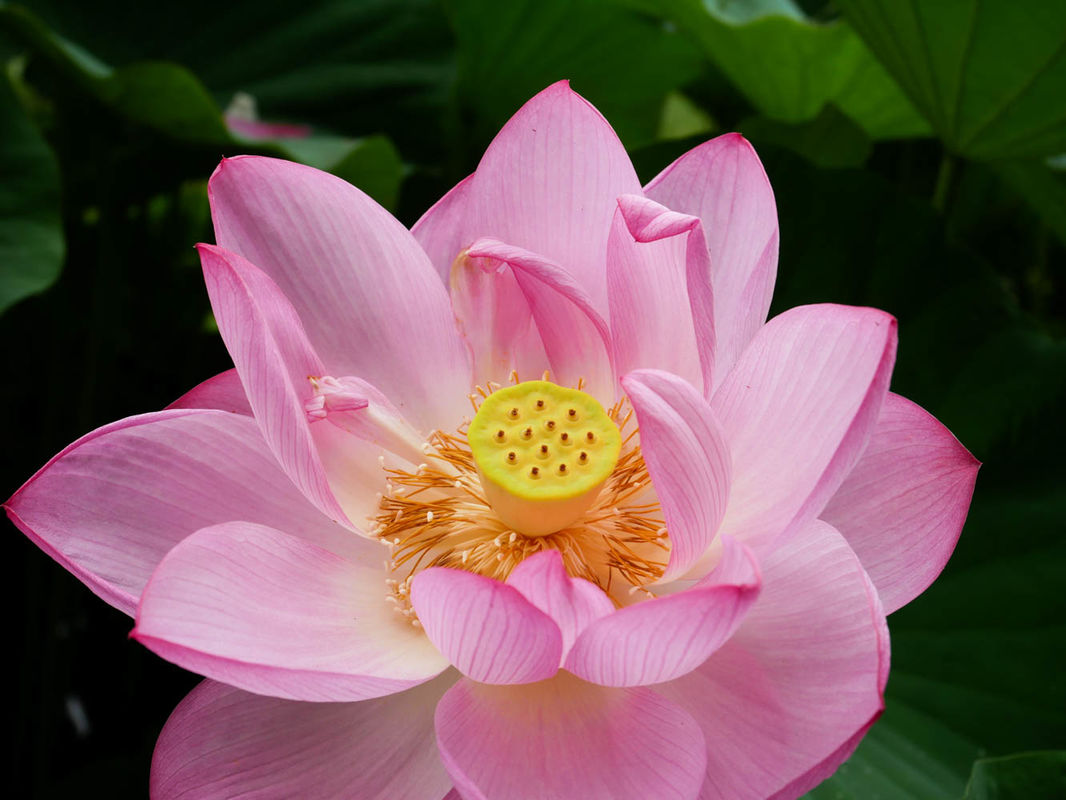 大賀ハス〜2000年後の奇跡〜